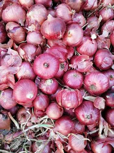 Round Highly Natural Fresh Onion