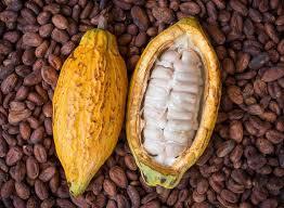 Ms Dried Raw Cocoa Beans