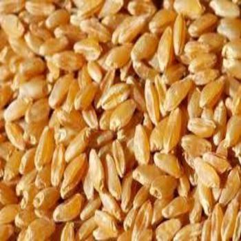 Normal Durum Wheats