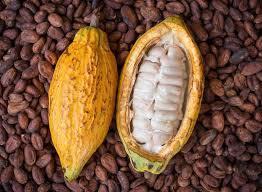 Silver High Grade Dried Raw Cocoa Beans