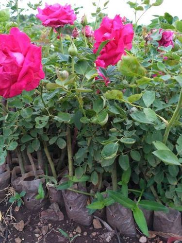 Pink Natural Fresh Rose Flower