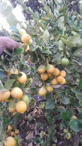 Round Natural Fresh Yellow Lemons