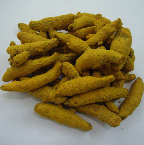 Yellow Polished Or Unpolished Turmeric Finger