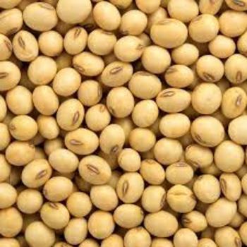 Light Yellow Soybean Seed