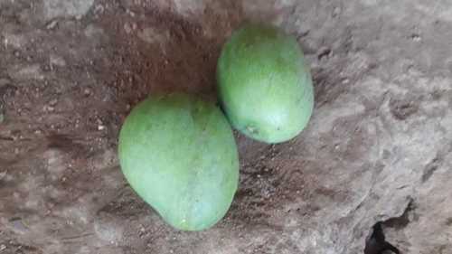 Common Natural Fresh Green Mango