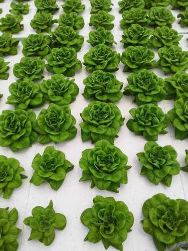 Fresh Green Butterhead Lettuce