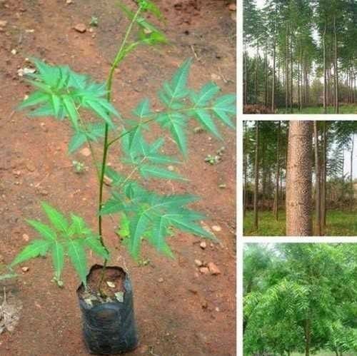 Malabar Neem Plant