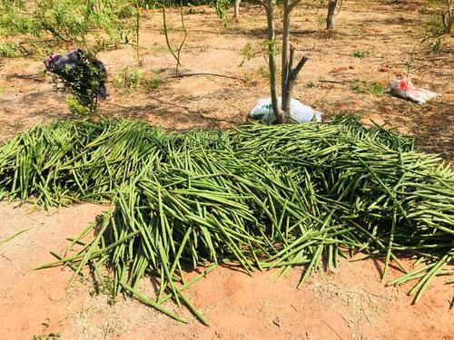 Fresh Long Green Drumstick Shelf Life: 6-7 Days