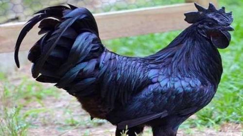 Healthy Kadaknath Black Hens