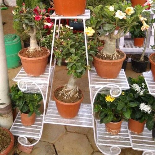 Customized Size Plant Pot