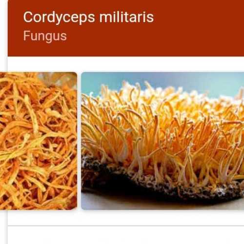 Dried Cordyceps Militaris Mushroom