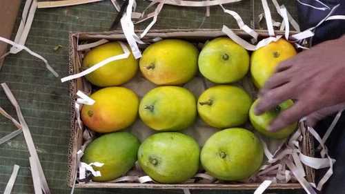 Indian Fresh Tasty Mangoes