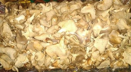 Organic Dried Oyster Mushroom