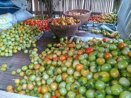 Fine Grade Farm Harvested Tomatoes