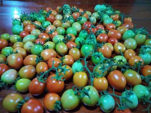 Fresh Preserved Harvested Tomatoes