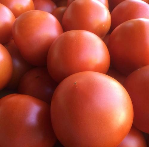 High Grade Farm Fresh Tomatoes