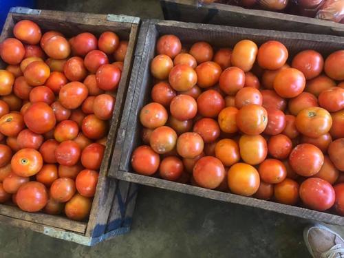 Highly Fresh Preserved Tomatoes