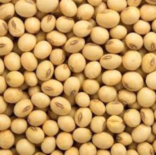 Yellow Color Fresh Soya Beans Grade: Vegetable