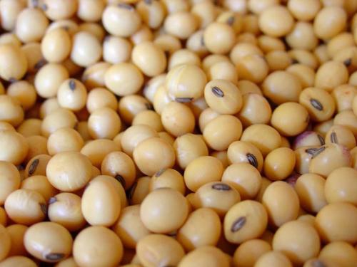 Yellow Color Soya Beans
