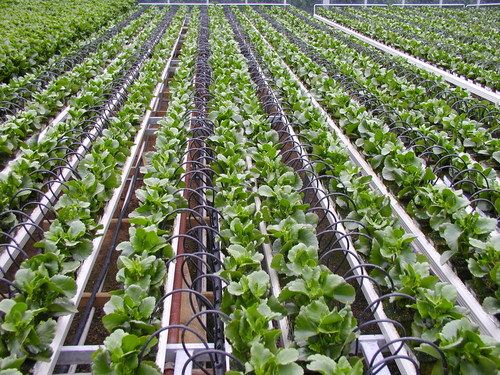 Drip Irrigation (Dripper) For Agriculture Sector