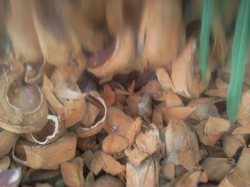 Coconut Shells Husk for Biomass