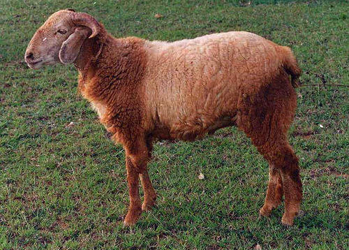 Healthy Nellore Brown Sheep