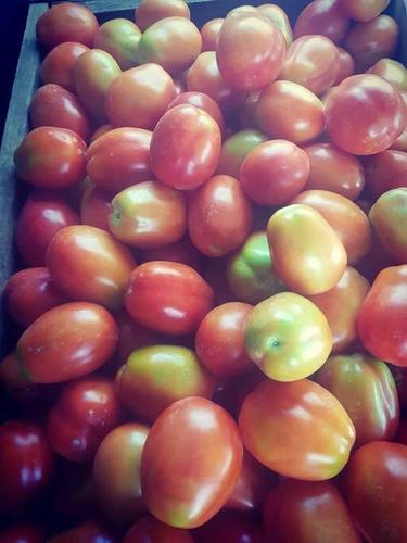 No Artificial Color Fresh Tomatoes