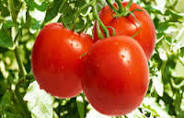 A Grade Tomato Seed