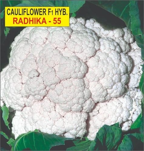 Cauliflower Hybrid Seed