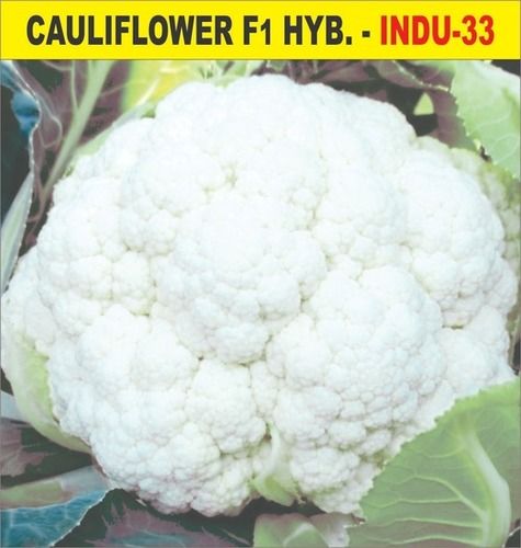 F1 Hybrid INDU-33 Cauliflower Seed