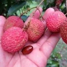 Red Fresh Litchi Essence Fruits