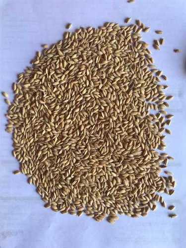 Brown Paddy Rice With Husk