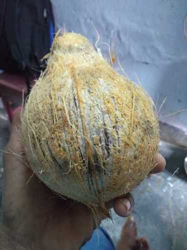 Dry Semi Husk Coconut