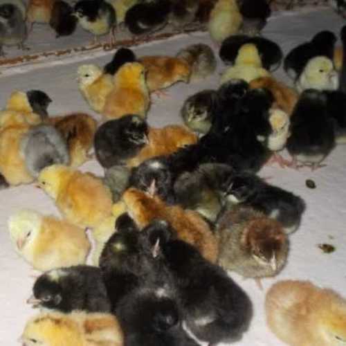 Economical Healthy Koylar Chicks