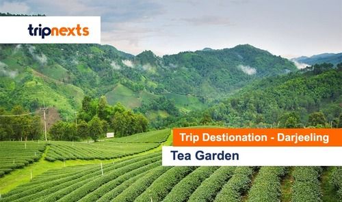 Tea Garden In Darjeeling Tour Service