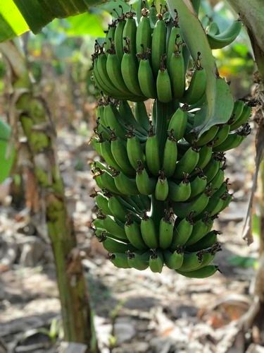 Organic Farm Fresh Green Bananas