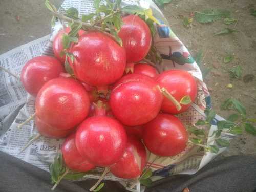 Fresh Red Pomegranates (Organic)