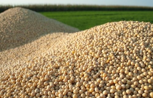 Highly Nutritional Organic Soybean