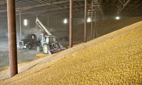 Hygienically Processed Yellow Corns