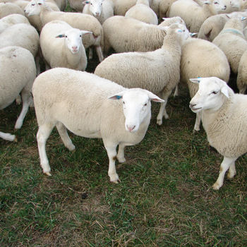 Awassi Live Stock Sheep