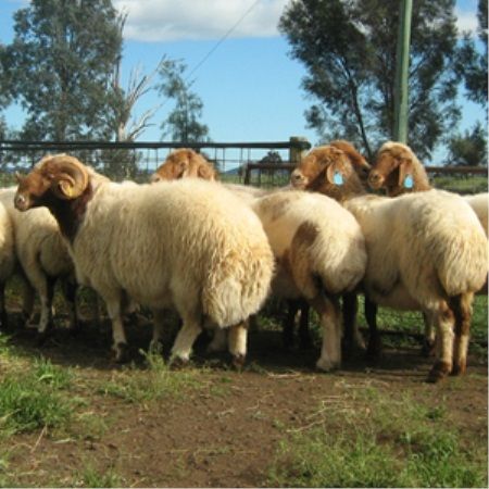 Awassi Live Stock Sheep