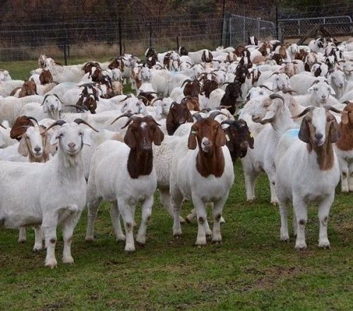 Boer Live Stock Goat