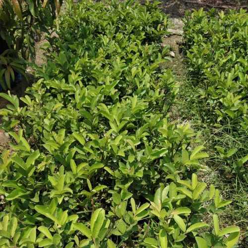 Fast Growth VNR Bihi Guava Plants