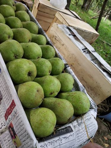 Organic Green Pears (Fresh Fruits)