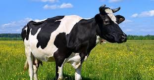 Healthy Dairy Milk Cow