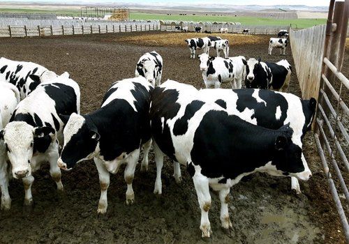 Healthy Holstein Heifers Pregnant Cow