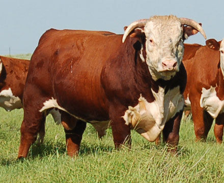 Hereford Live Stock Cattle