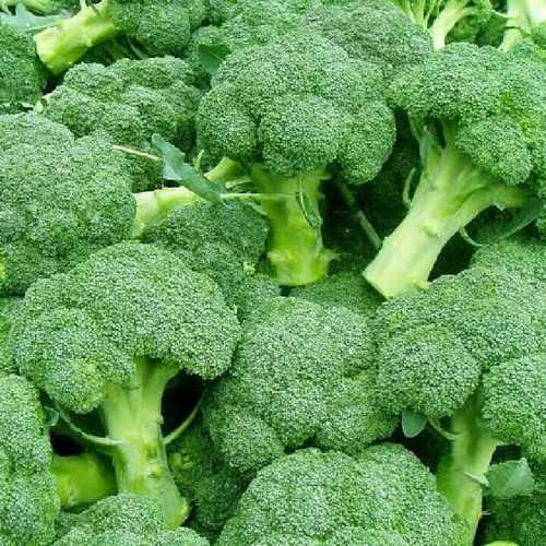 Highly Nutritional Green Broccoli