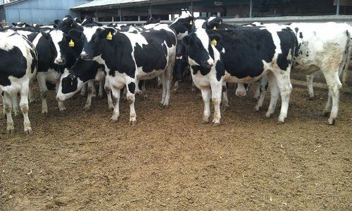Holstein Heifer Dairy Cow