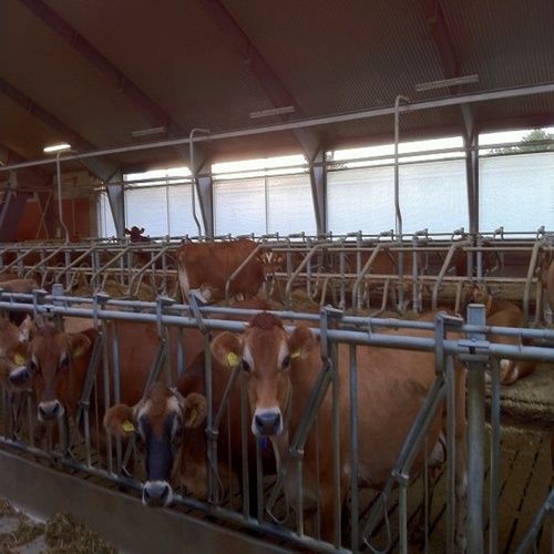 Brown Jersey Breed Livestock Cow